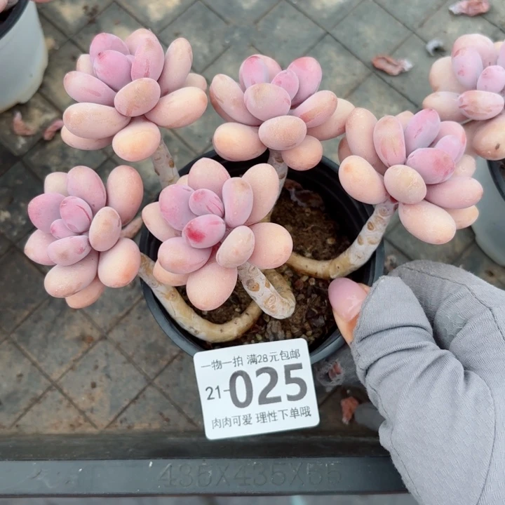 桃蛋无盆土发货无盆土发货无盆