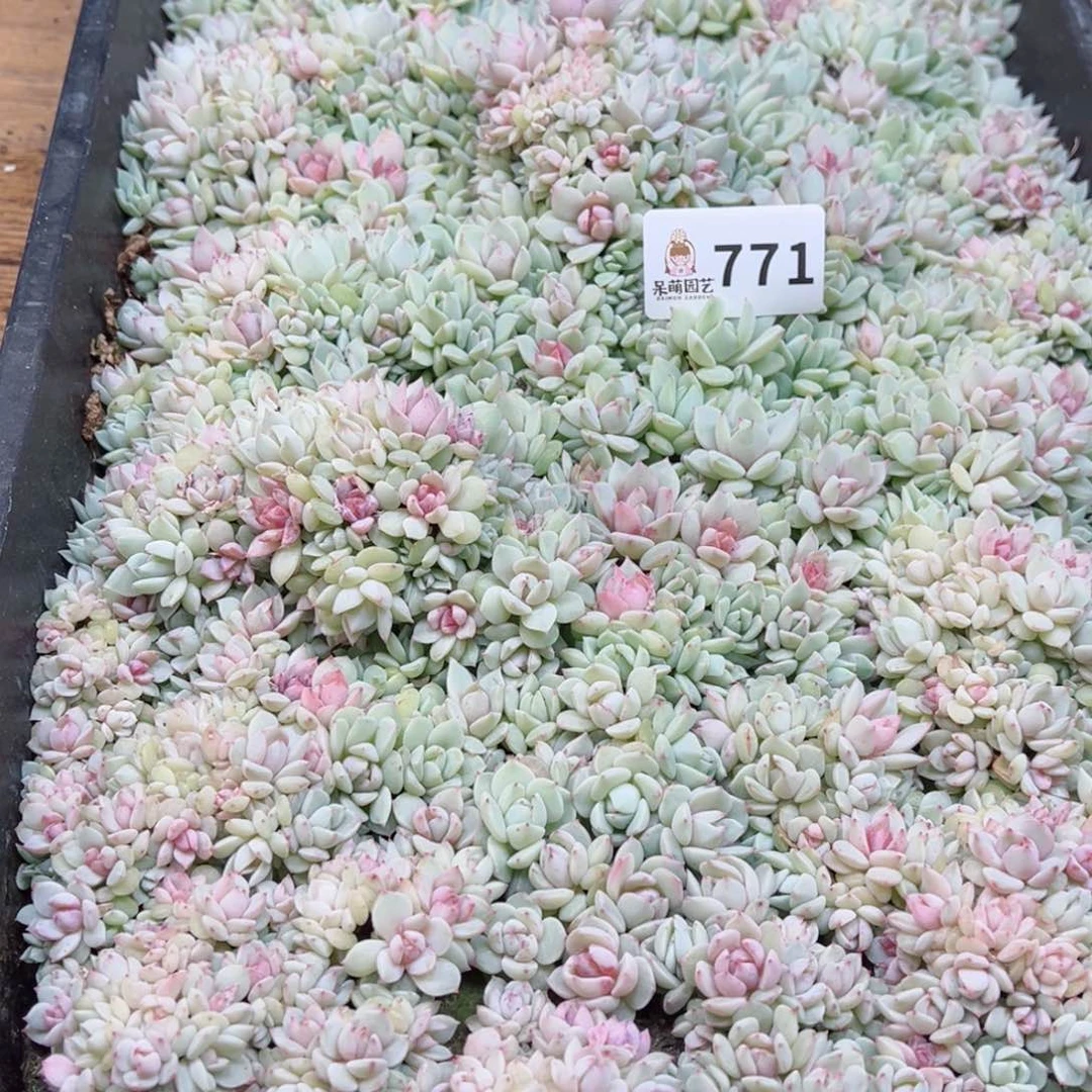 芽*多肉植物多肉植物