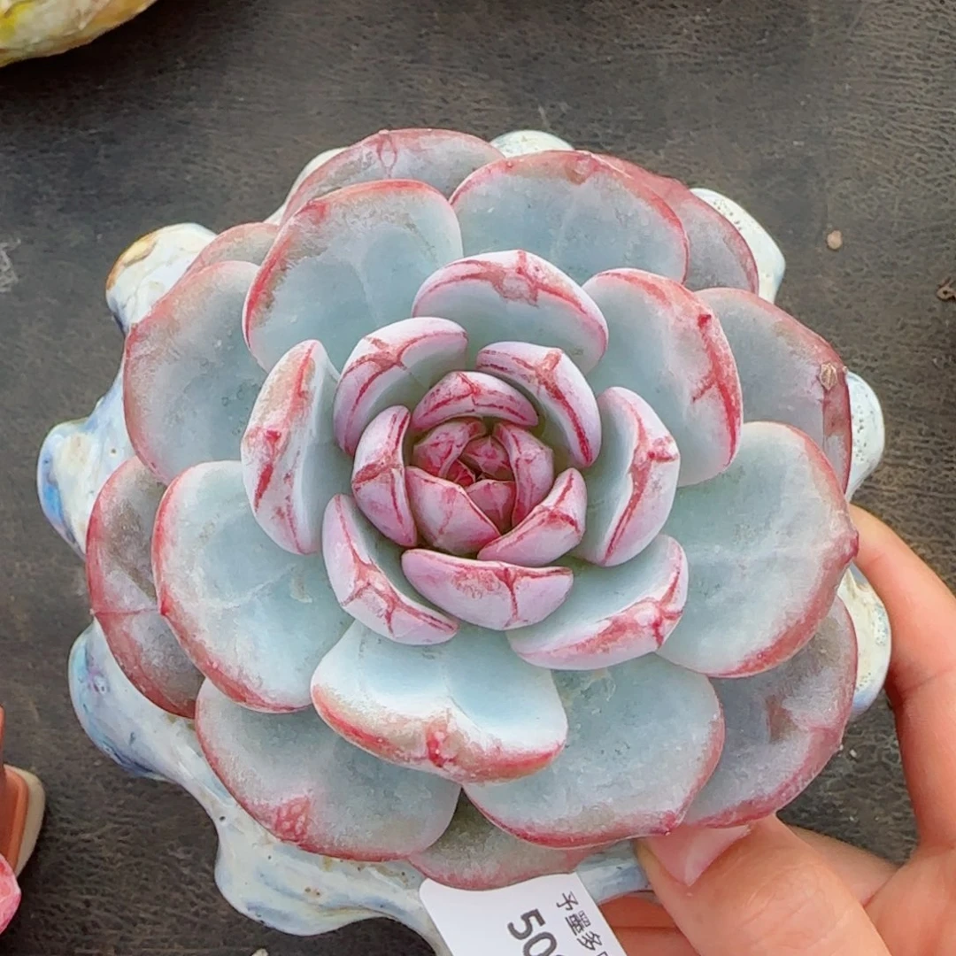 雪色浪漫，5007多肉植物