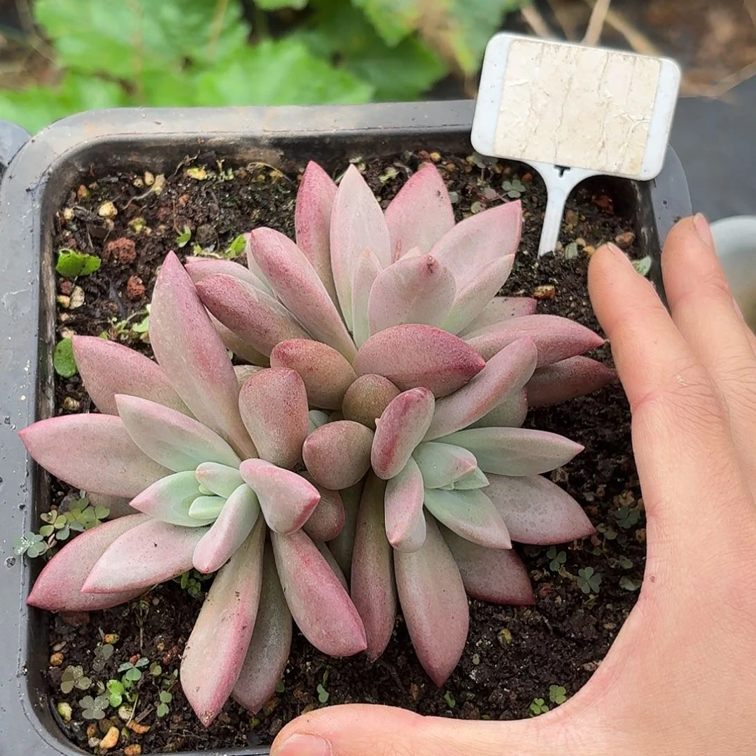 初音美人123456789101112