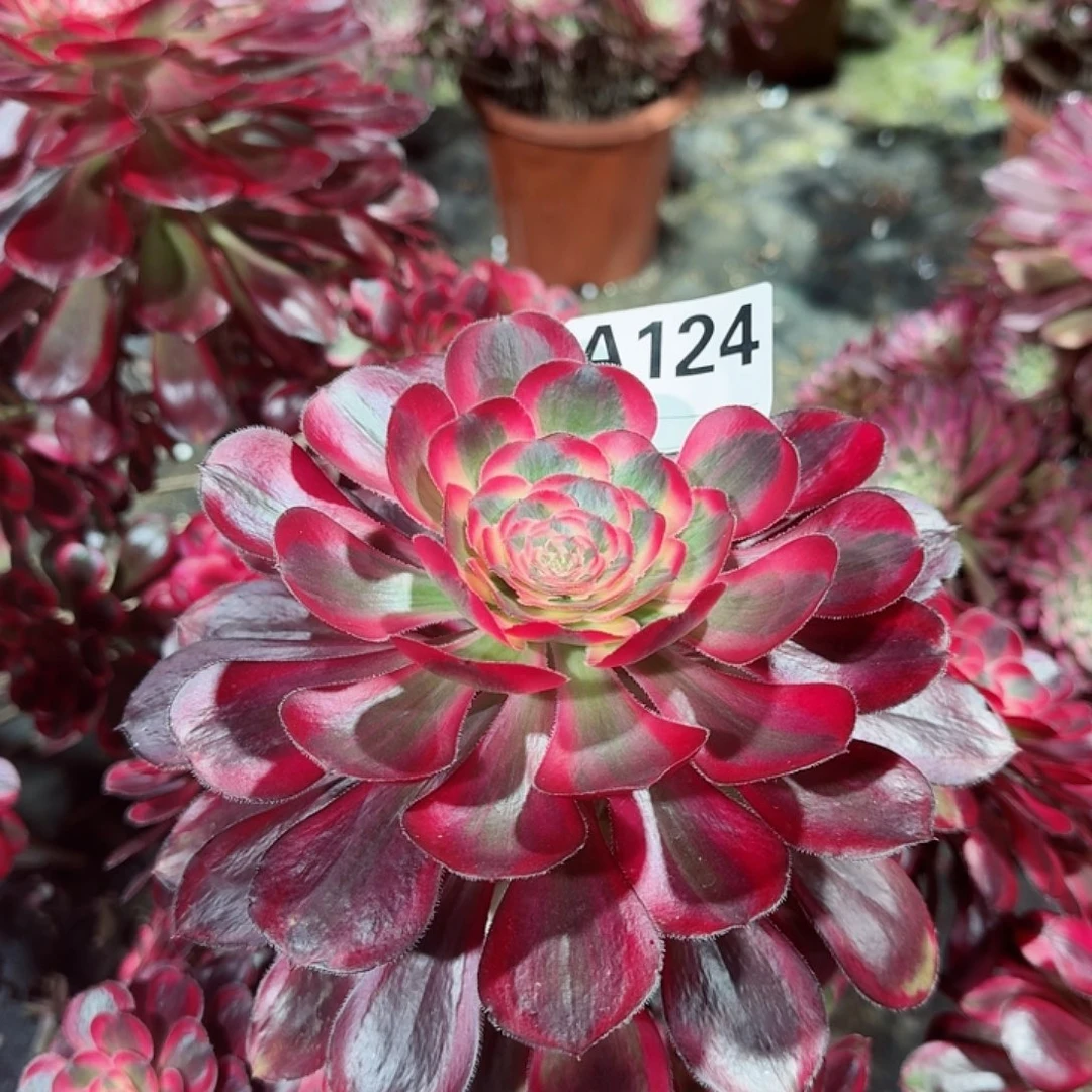 丽娜法师老桩子124