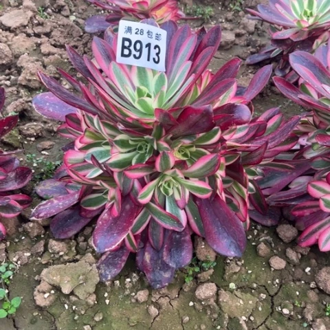 913美杜莎不包断枝