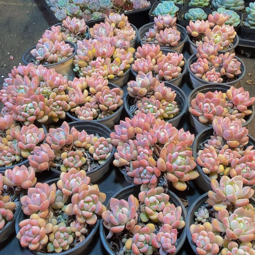 722多肉植物和植物在这里
