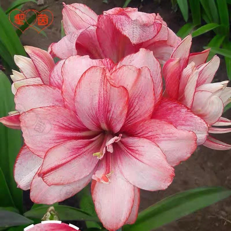 【梦幻】重瓣朱顶红切球苗 默认花叶