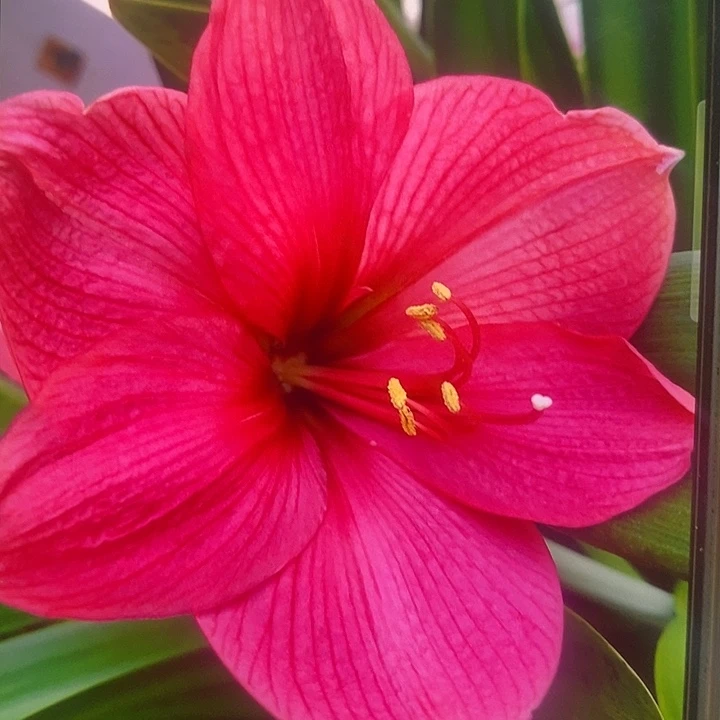 舞仙座5厘米朱顶红