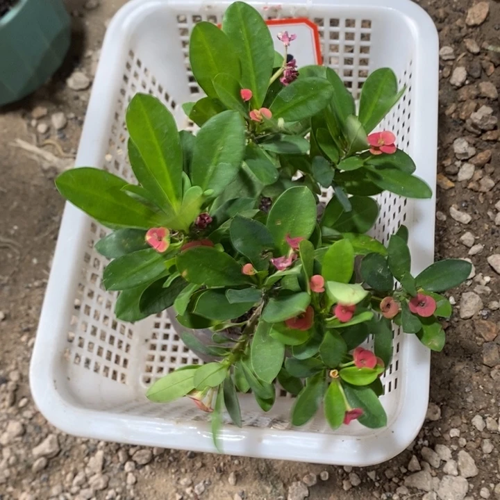 小***卓无花朵一物一拍141