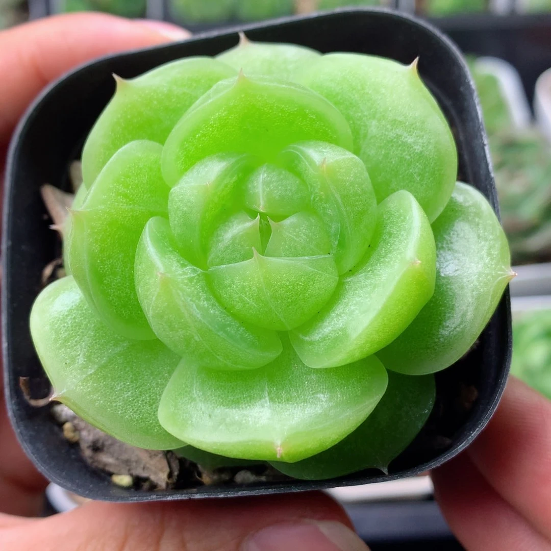 58包邮  群生不包整 1