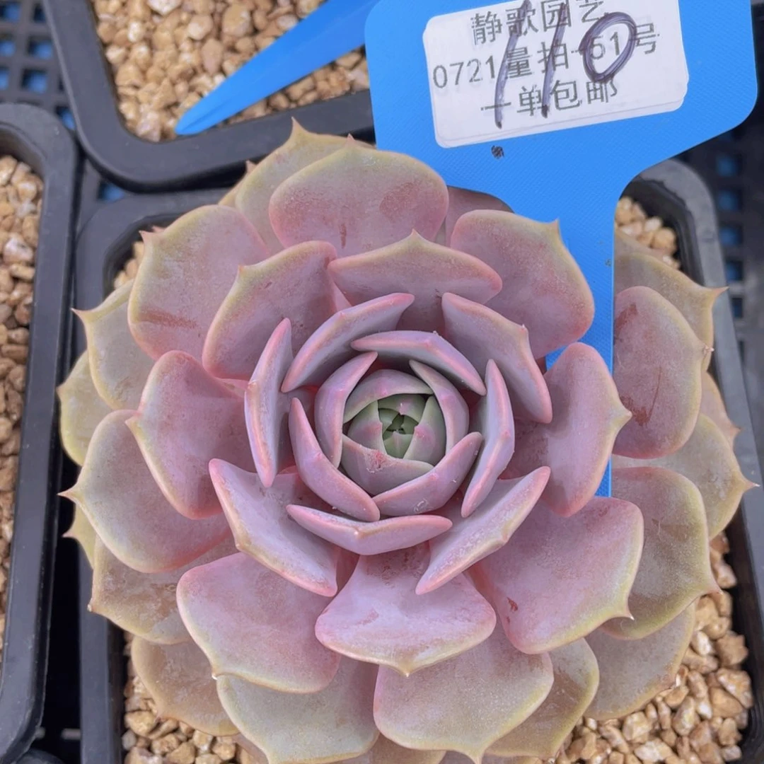 0722-110-精控露娜莲大单头一颗量拍