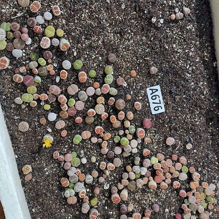 676 生石花整筐脱土发货