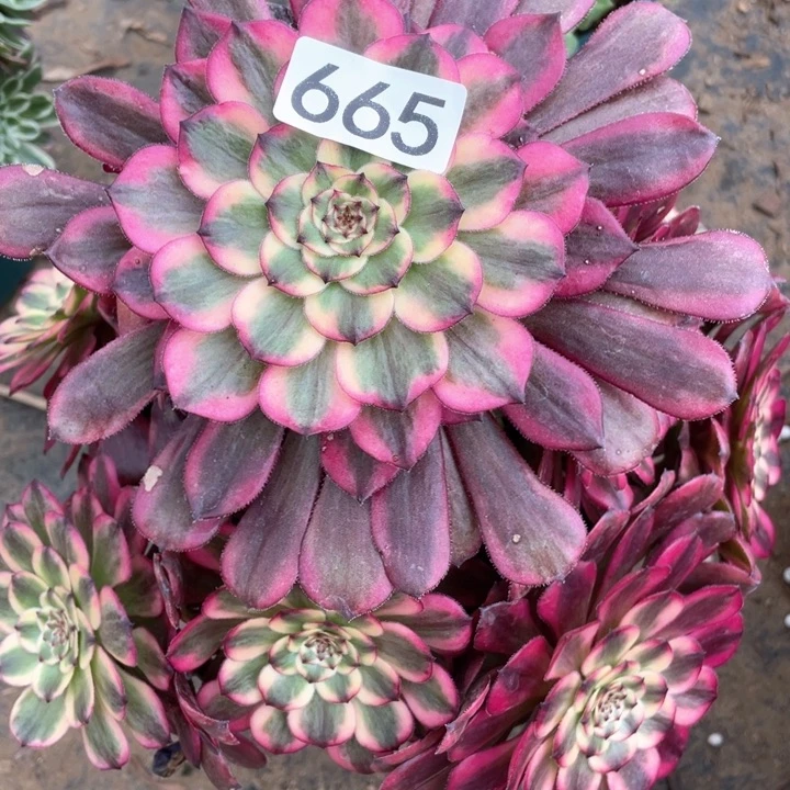 665多肉植物月蝉