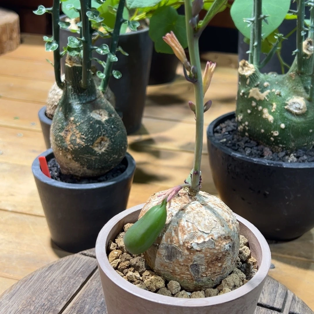 古兹腺曼曼曼曼曼曼