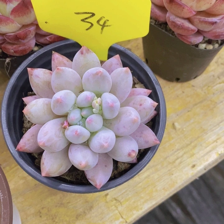 小***物开心多肉植物多肉