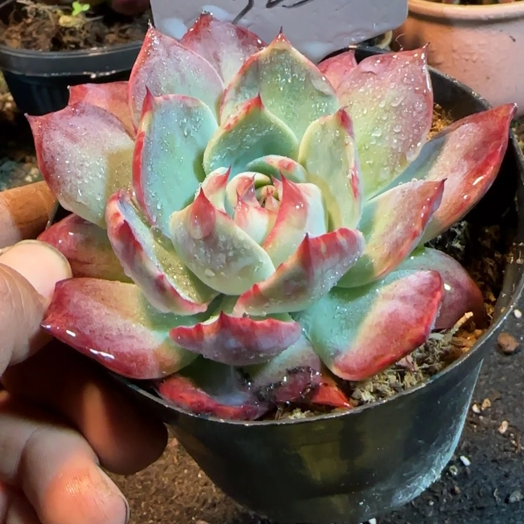 325花脸拉丝惊鸿一物一拍包装收缩花旱328