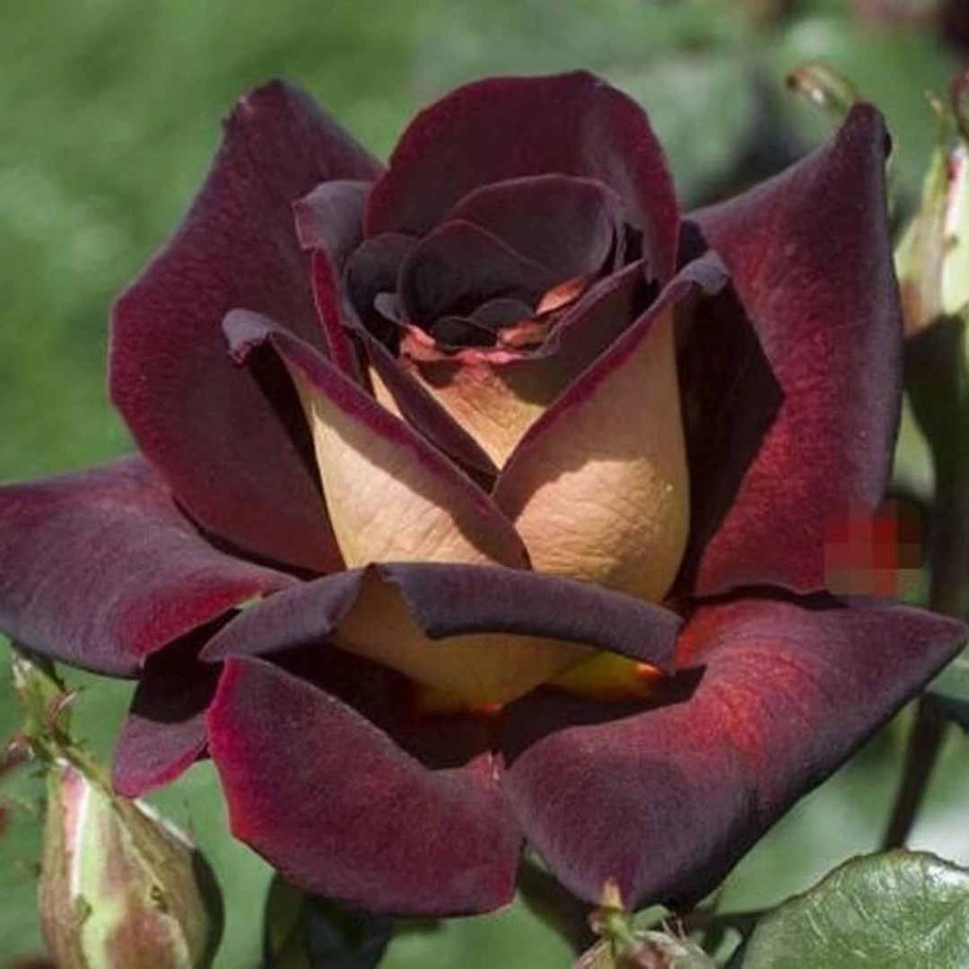 【骇客玫瑰】玫瑰花树苗老桩当年开花大花浓香月季老根花卉绿植盆栽