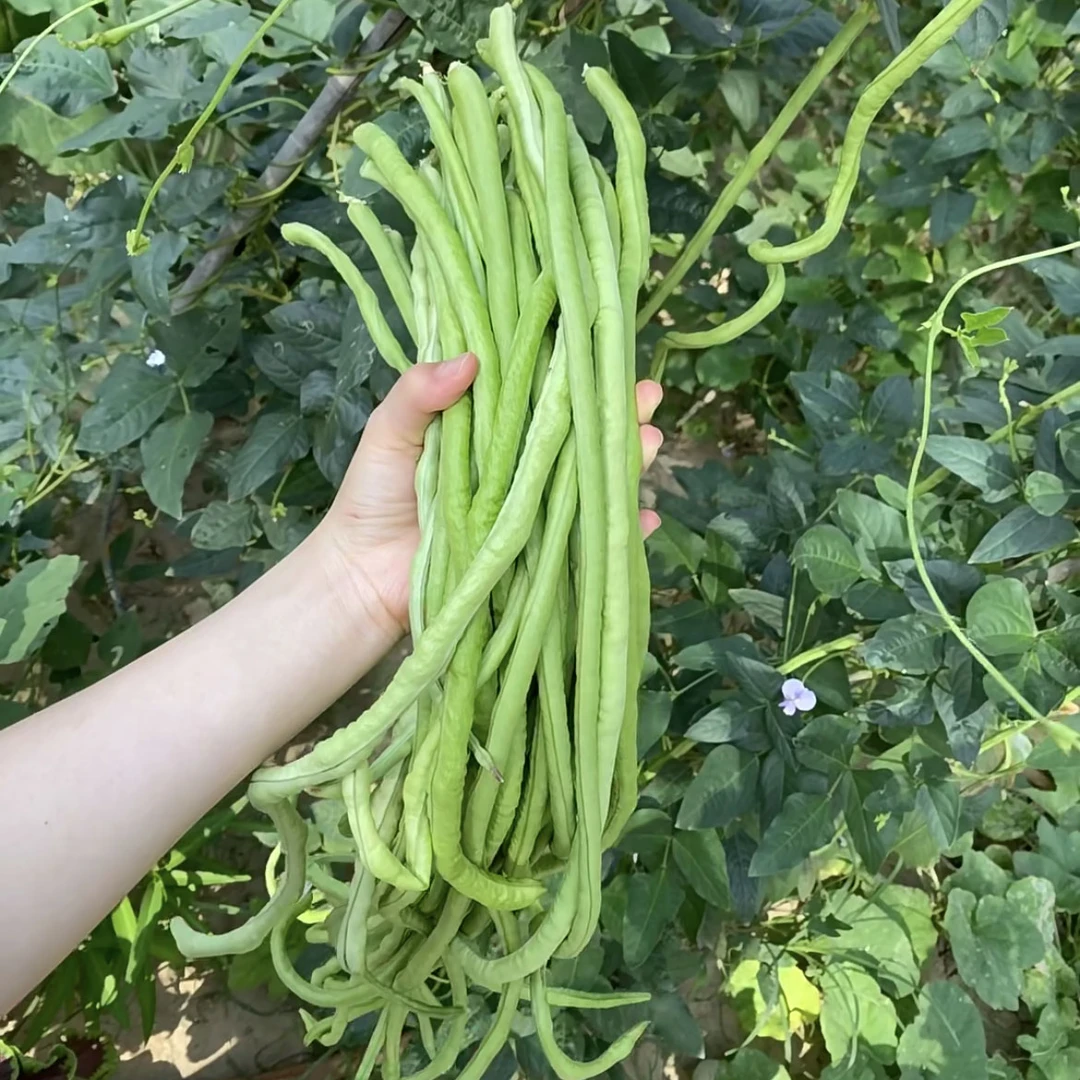 广东本地农家自种豇豆角当季新鲜蔬菜嫩长豆角可腌制现摘现发豇豆