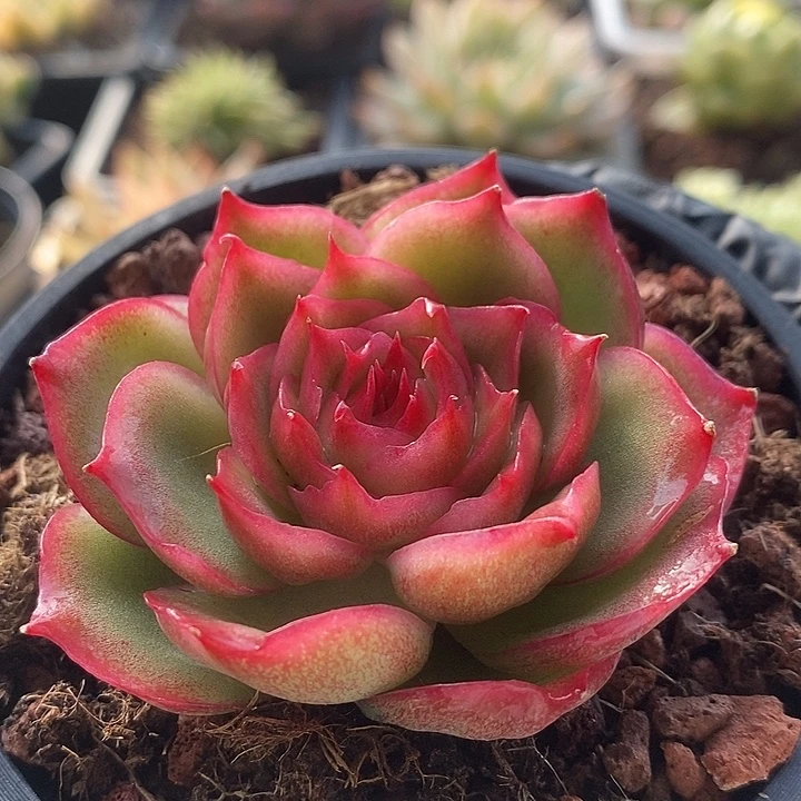 侧影玫瑰锦多肉植物