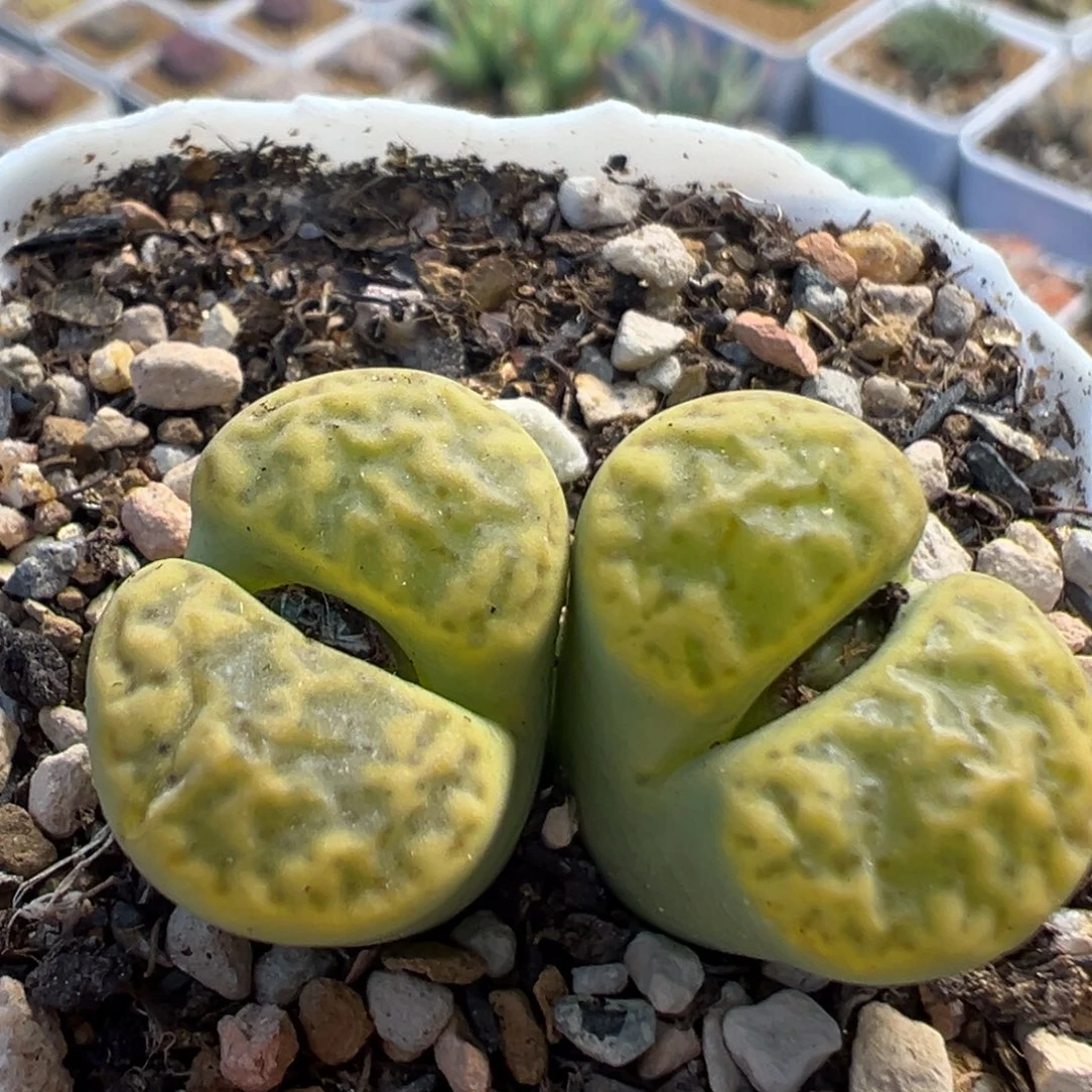 69多肉植物百科植物