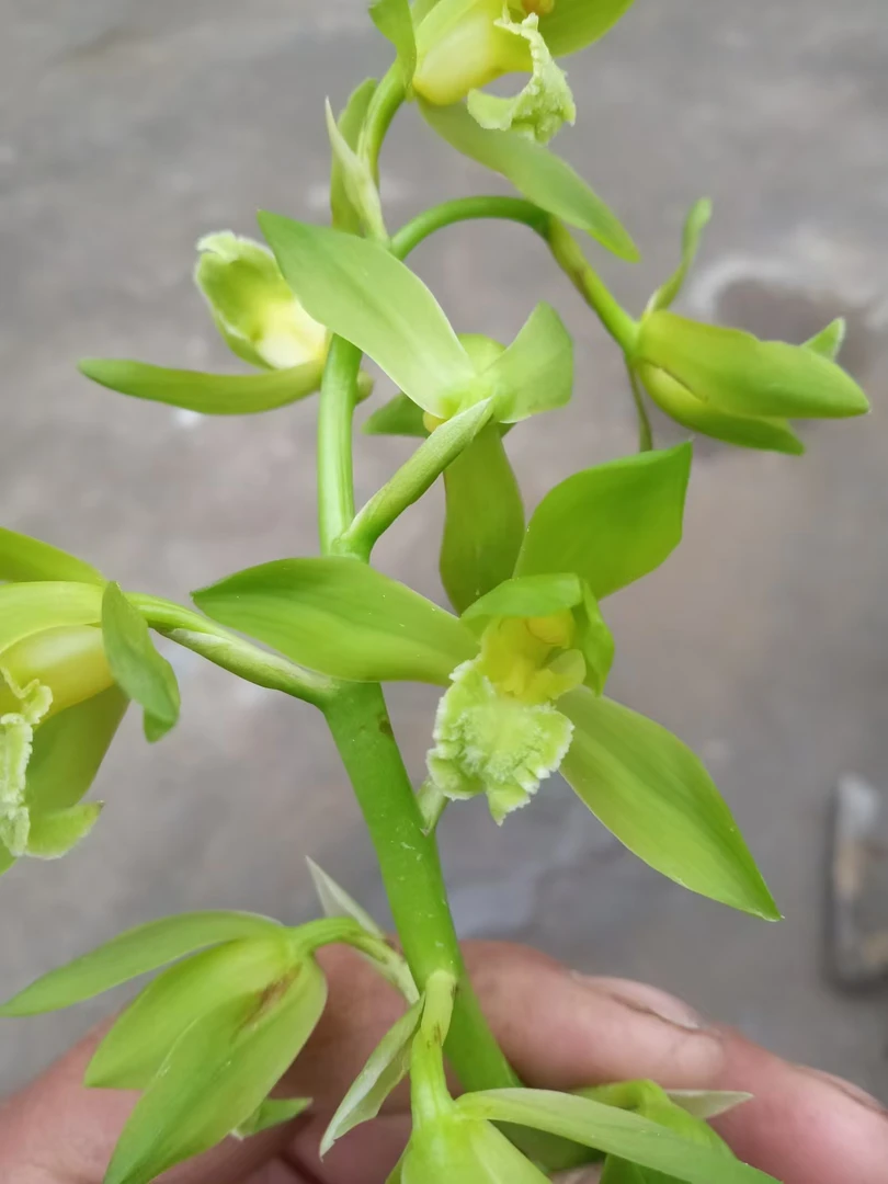 蕙兰兰草素心花绿素蕙兰九节兰素心带开老的花对版，发一颗兰花