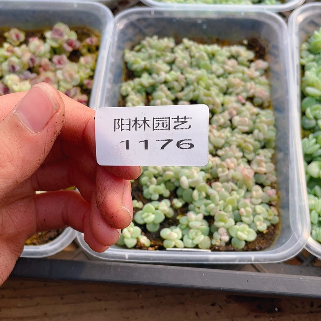 熊***宝多肉植物多肉植物1176