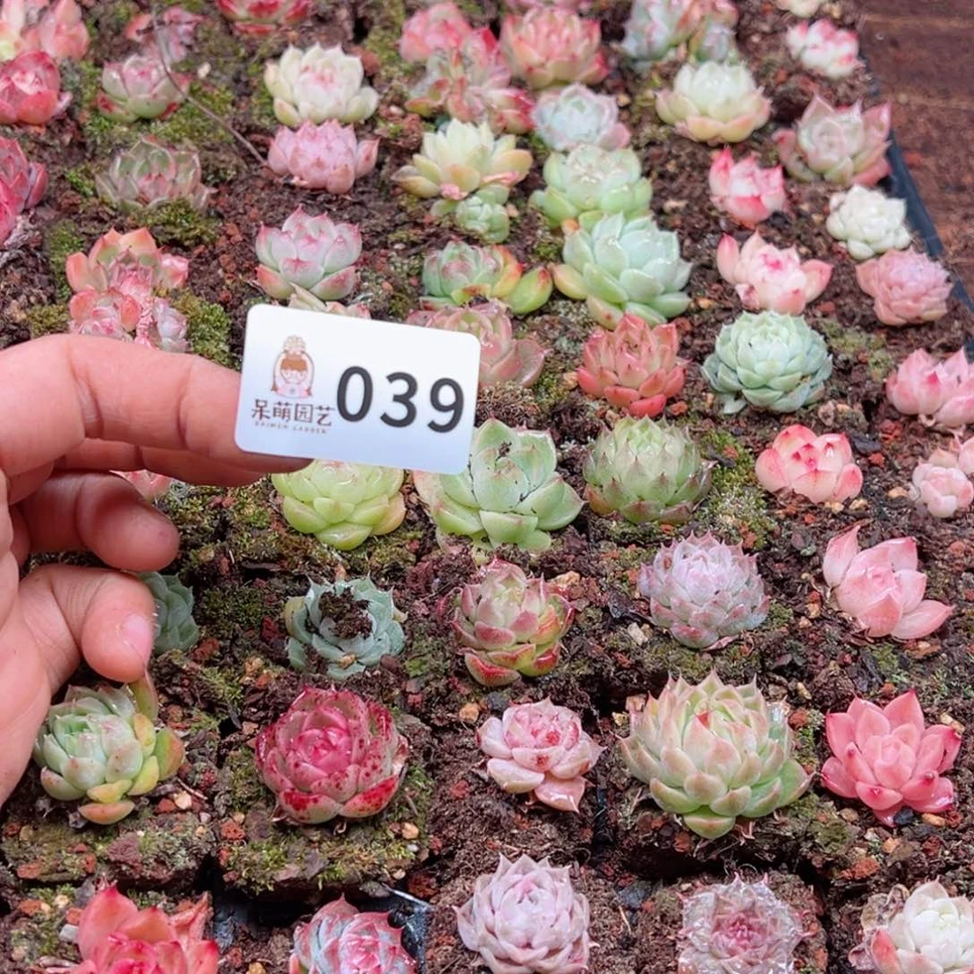 多肉植物多肉植物