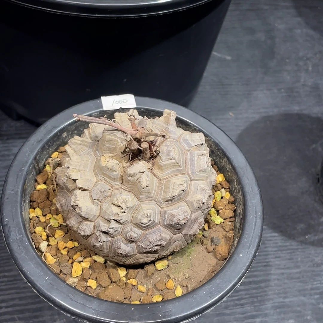 龟甲龙龟甲龙龟甲龙