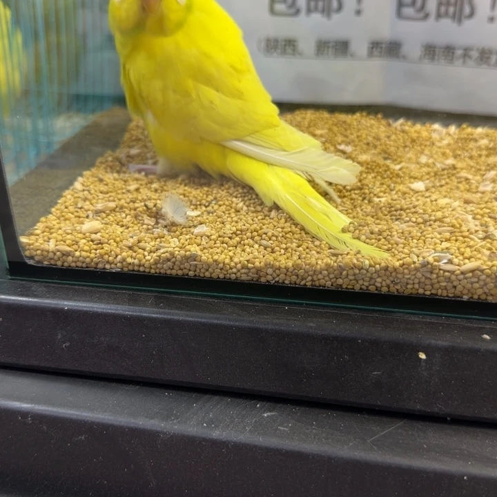 虎皮鹦鹉大头虎皮鹦鹉