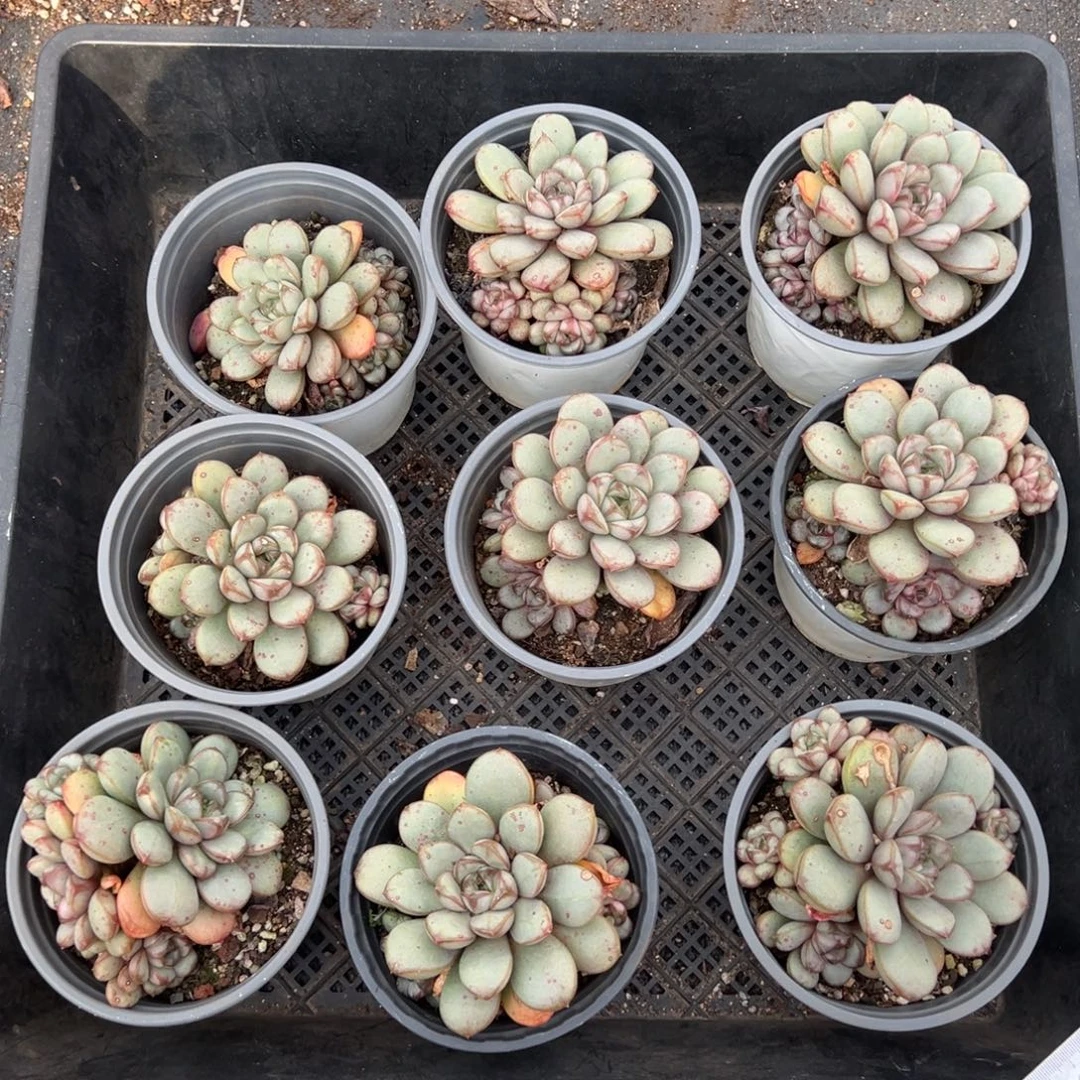 葡萄4头起，图中任意一颗，尺寸9+