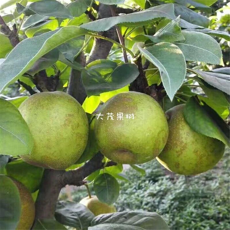 翠冠梨树苗早熟蜜梨六月雪梨苗脆冠梨子果苗嫁接南方种植当年结果