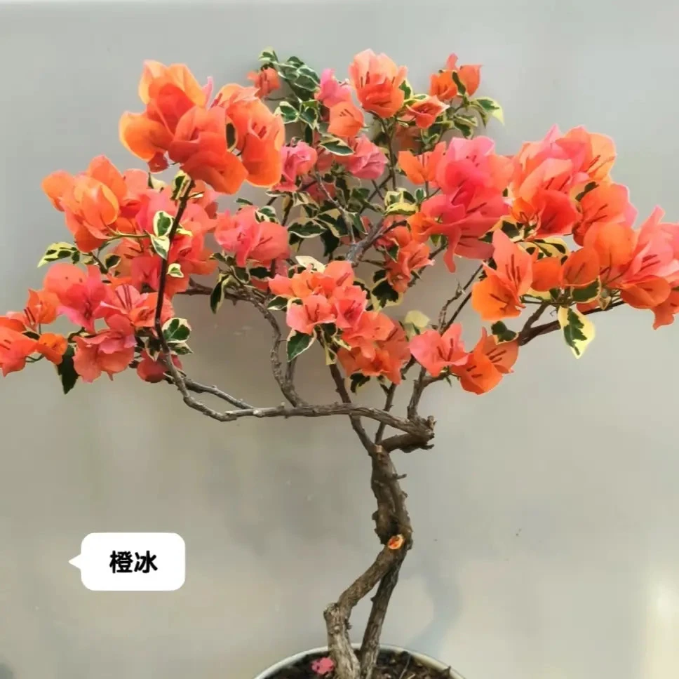 【橙冰】三角梅喜光易养护室内外庭院花卉观赏原盆土根系好