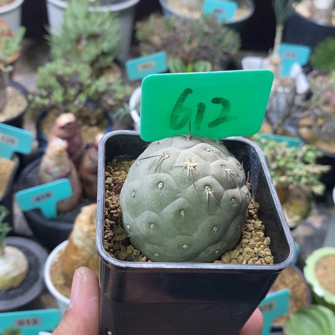 习智也多肉植物一个