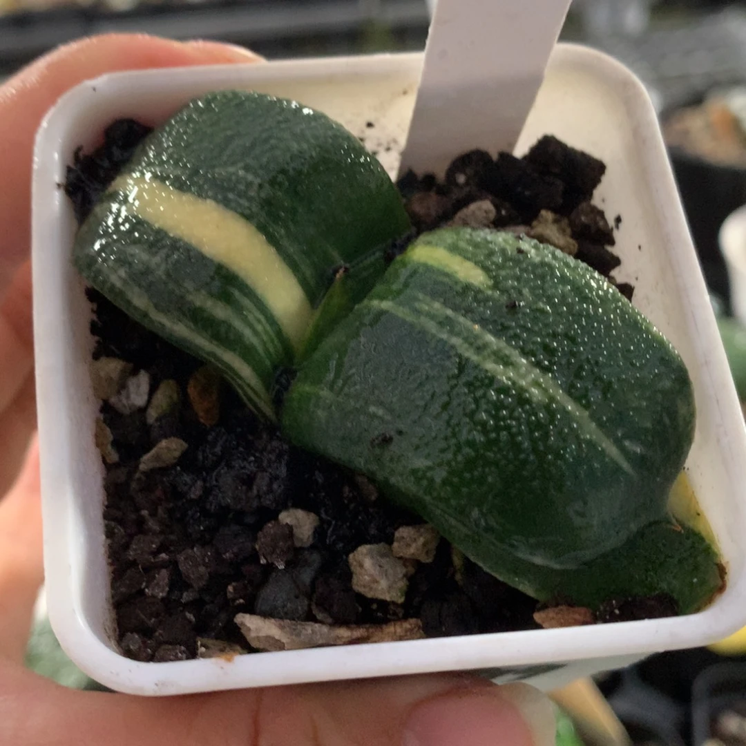 以实际为准575卧牛