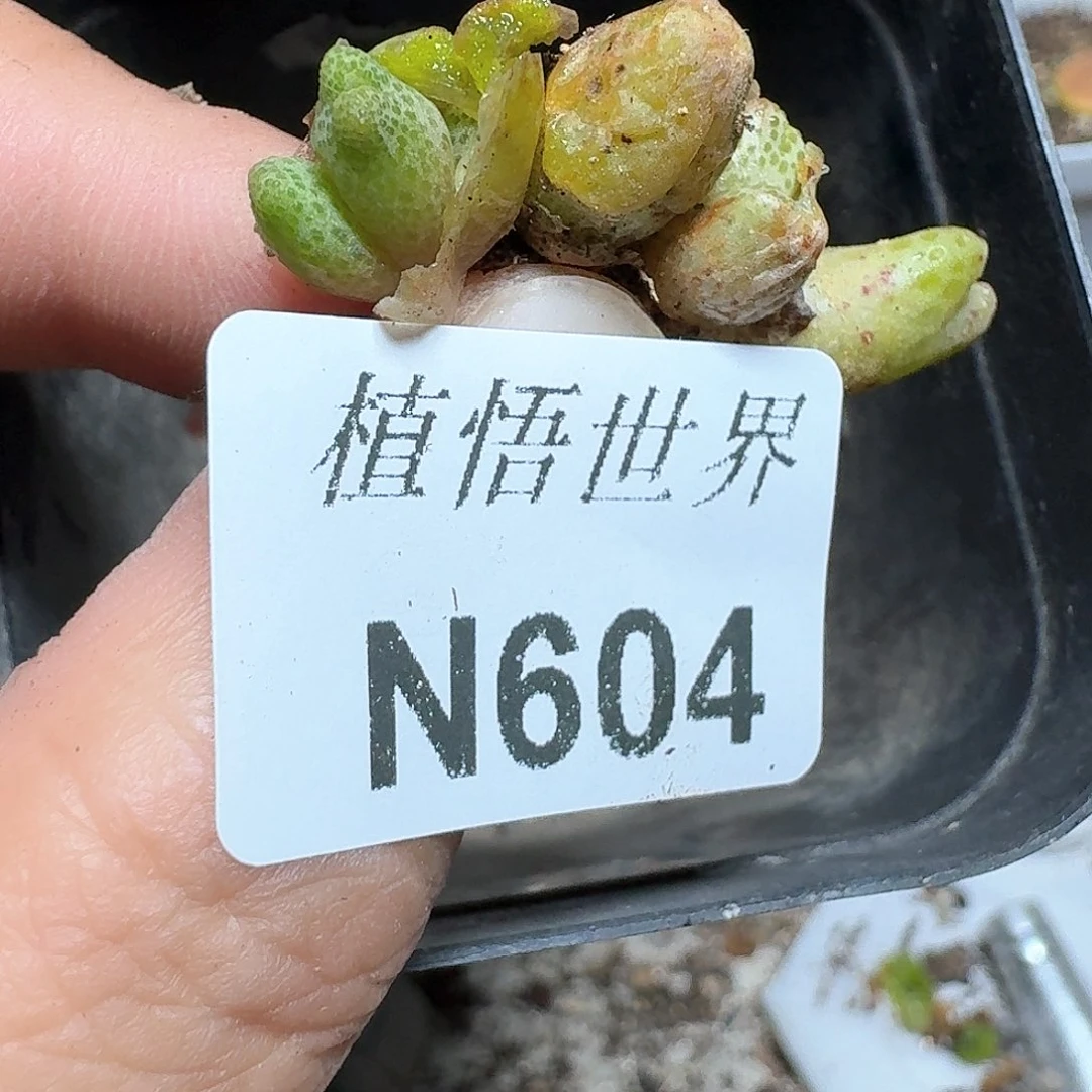 604号多肉植物哇f f g