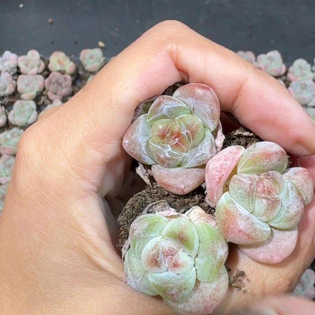 01号到手7颗，江北多肉