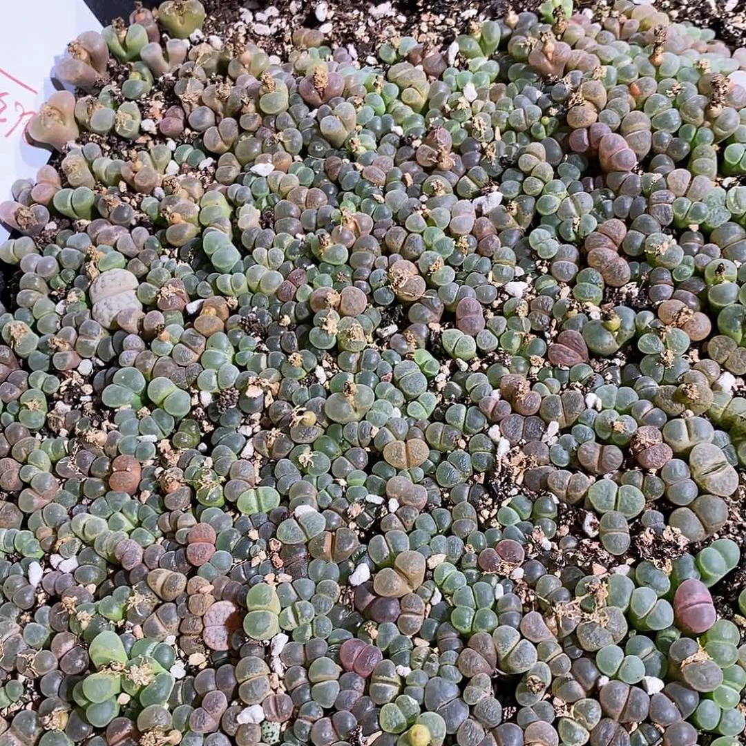 26337。 一筐编号混风铃。