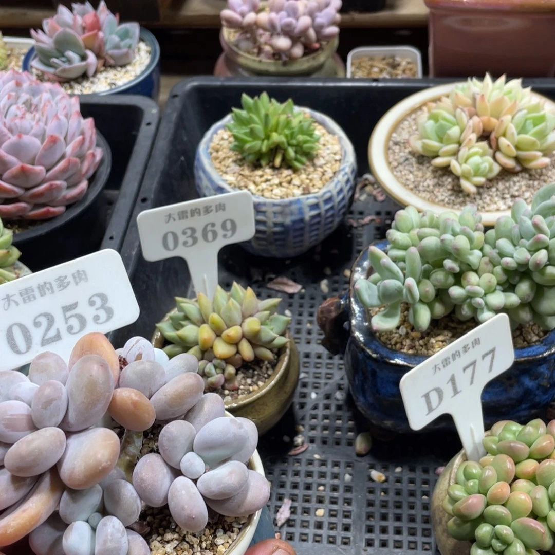 1****02530369奶酪红象牙不带盆