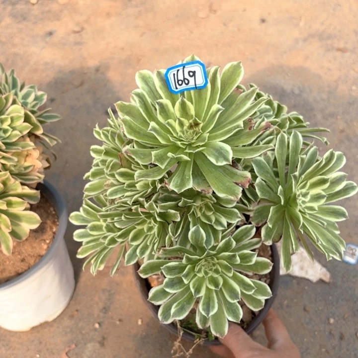 碧浪1669法师多肉