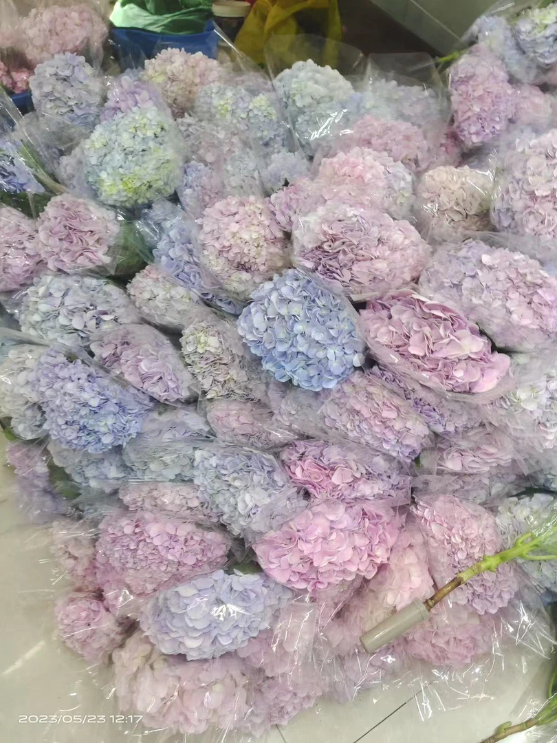 50支婚庆绣球混搭天地盖包邮到店