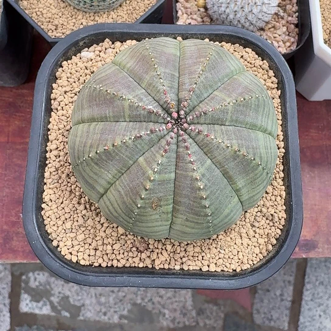 珊***珊实生欧布仙人球223