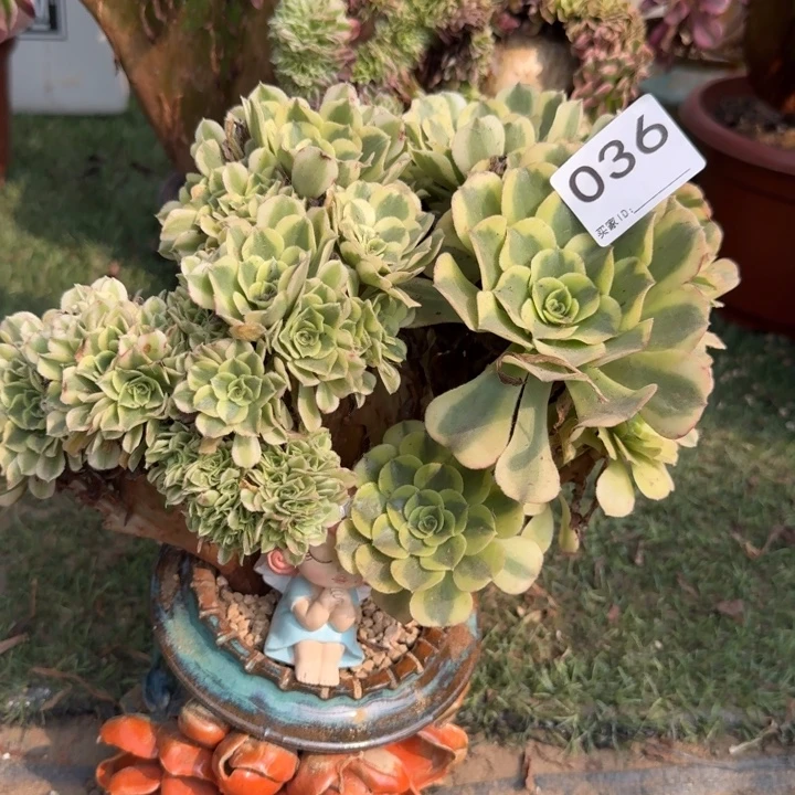 绿豆沙自然朵朵缀化036