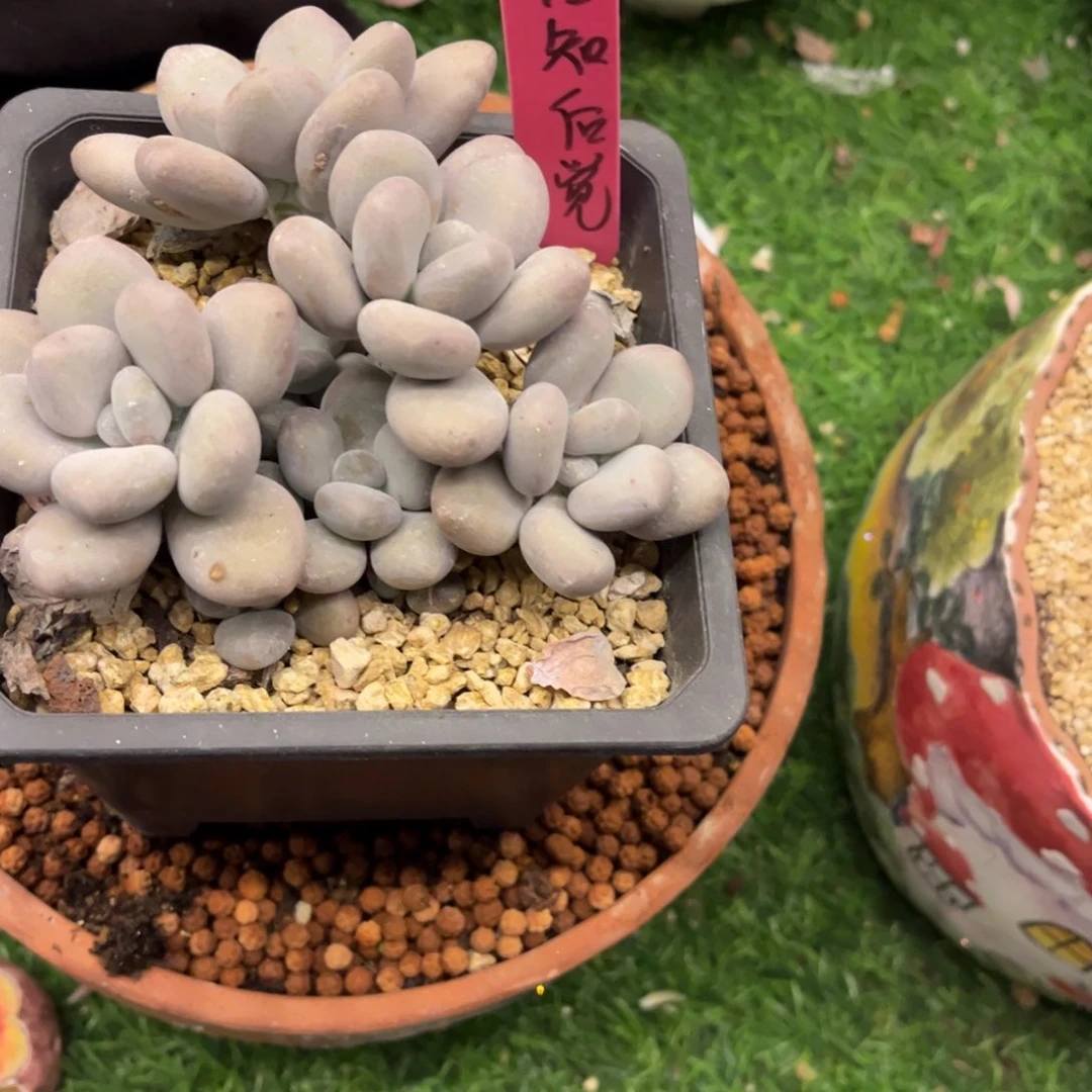 象牙奶脱土发货。。。