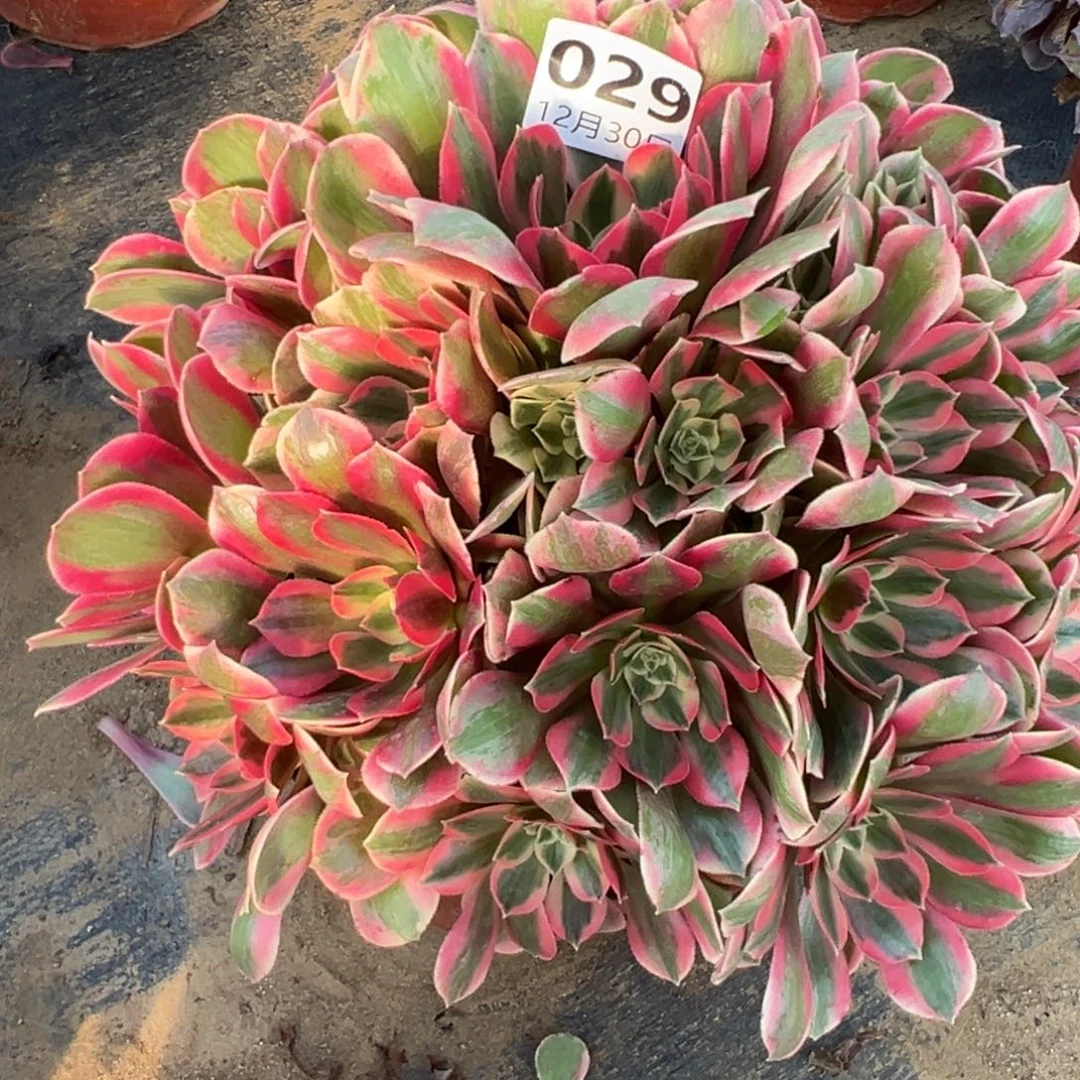 奇***奇12.30-29女妖多肉植物