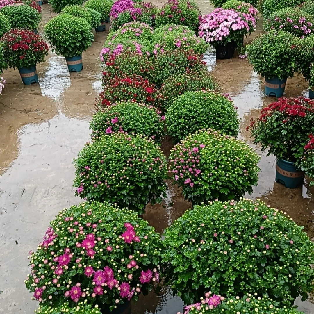 复播福利球菊千头菊盆栽带花苞多年生花卉耐寒耐热适合阳台庭院