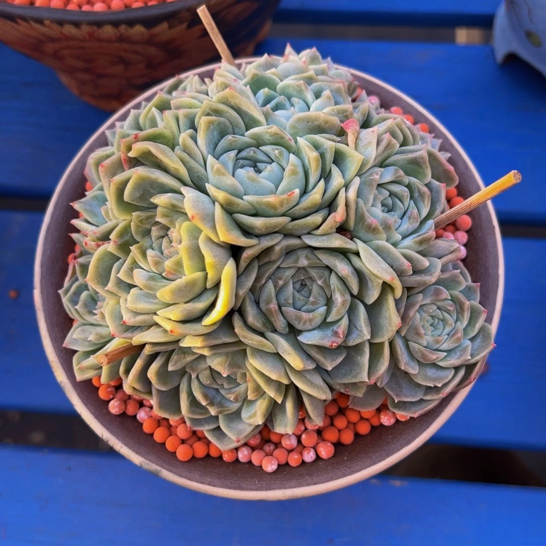 梦幻泡影15头手捧花