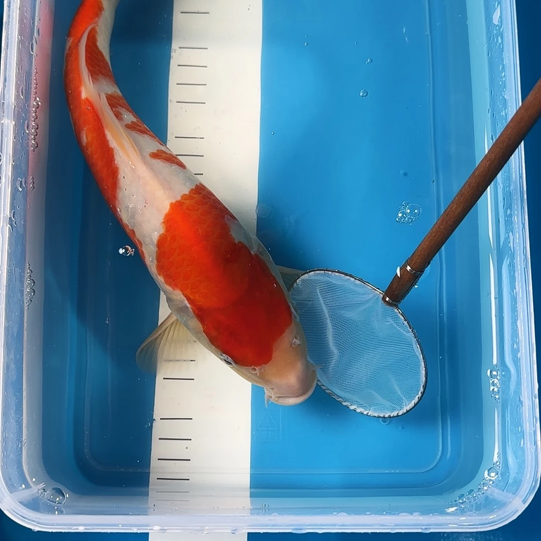 渔悦锦鲤三选红白一尾30公分左右