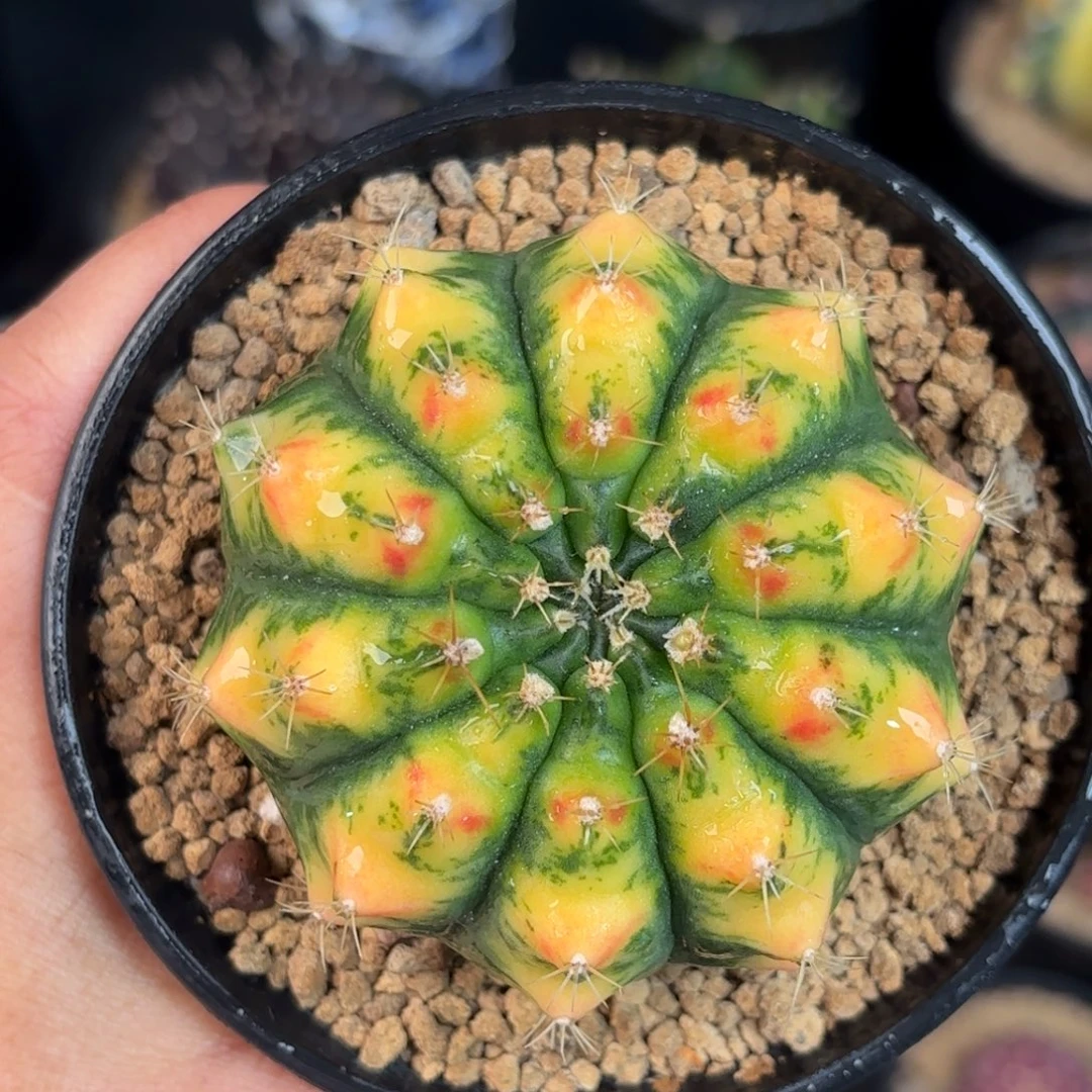 泰系米哈实生仙人球59