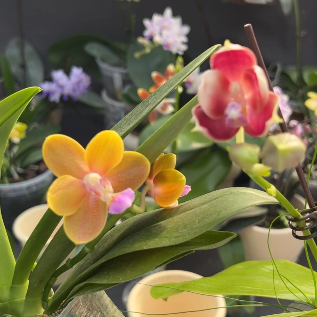 完全开放2.5寸23yz，咖啡盾交孔雀，22mt