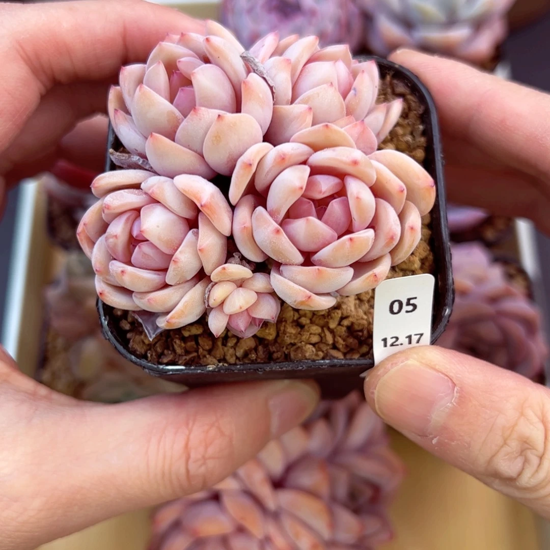 好好看05、哈哈哈哈