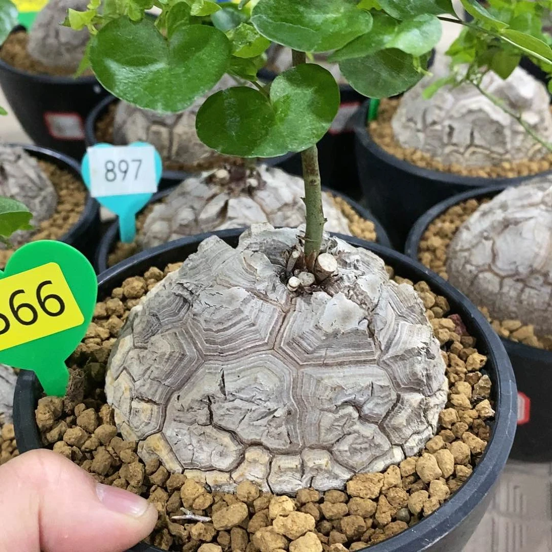 小*书南非龟甲龙龟甲龙