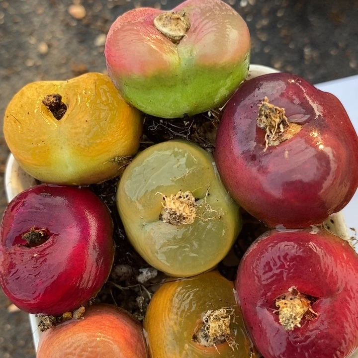 19111一组彩蟠桃一组