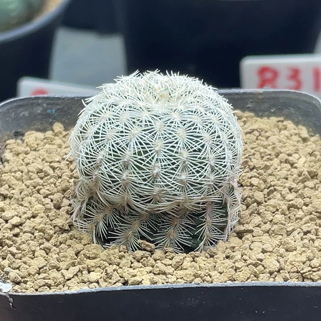 实生圣诞虾仙人球 3公分